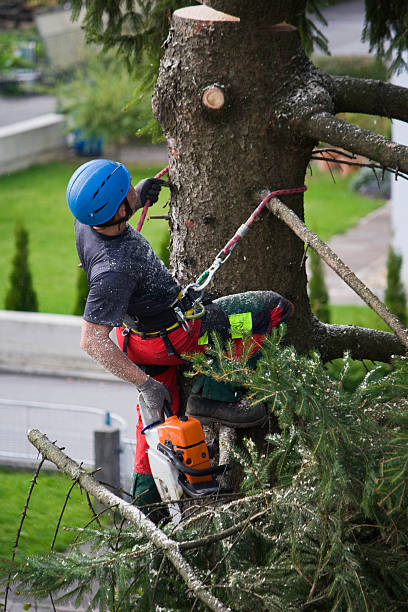 Best Stump Grinding and Removal  in Southmont, PA